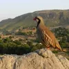 abdulkarimshwane