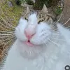 bielzaor