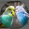 budgieshut