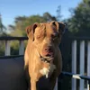 bullo87
