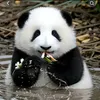 thaole250194