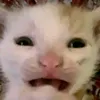 cy_rh