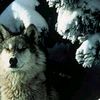 canis_lupus1111