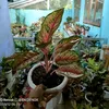 griyaaglonemadenox