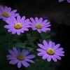intropin_c8h11no2