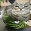 wrightflop