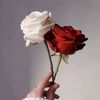 joore334
