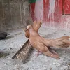 medzhnunsalim