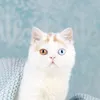 sitnafatimahazzahra
