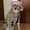 lkeoppp