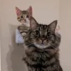 mad_about_mimo