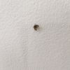 goodnight_spider