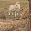 jake_from_my_farm