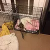 danielgedny08