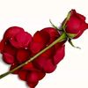 mishal1234567893
