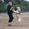heidik9training