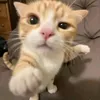 robertlll