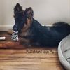 ashtonshepherds