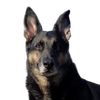 chinothegsd