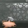 hanyahambaallah_2