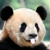 osotepanda