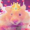 أم الهامسترات🐹❤️