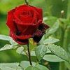 user2655313117540