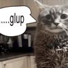 chapchipchuup