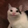 wjfjbdsbh