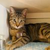 honeybungato