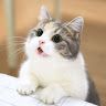 iamcatboyz