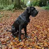 braided_bramble