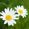 april_daisies