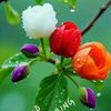 swarn174