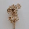 iryuanita