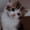 uma.cat.qualquer