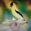 bw719webtv