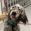 setter_mysty