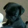 juninho_ruimdadee_pura