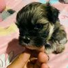 karinordi_18