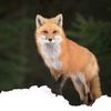 foxirion