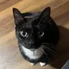 beelieyonline