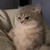 knight0000000007