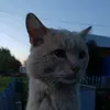 emilmaksutov0