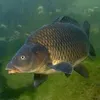 piernikfish
