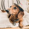 lincolntheweenie