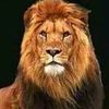 the_singing_lion