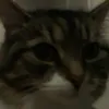 indigo_zaffino
