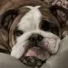 maxinewheela
