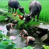 234tinhmaimangtheo